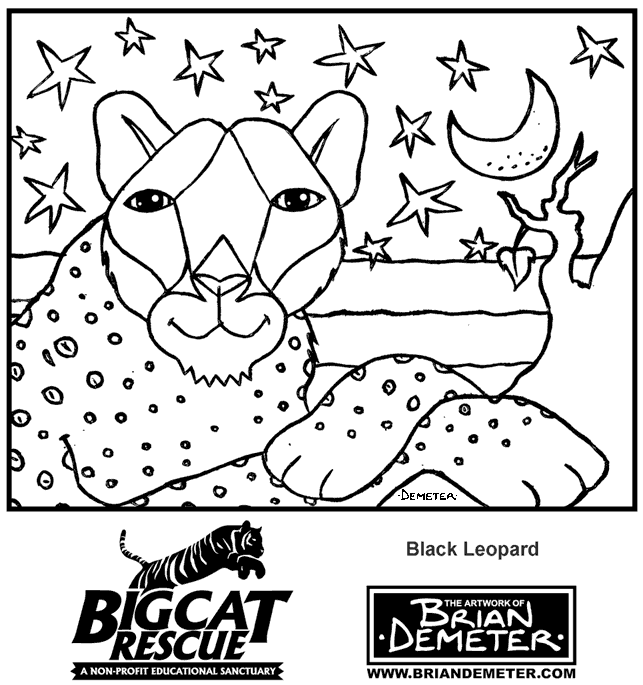 Leopardo #5844