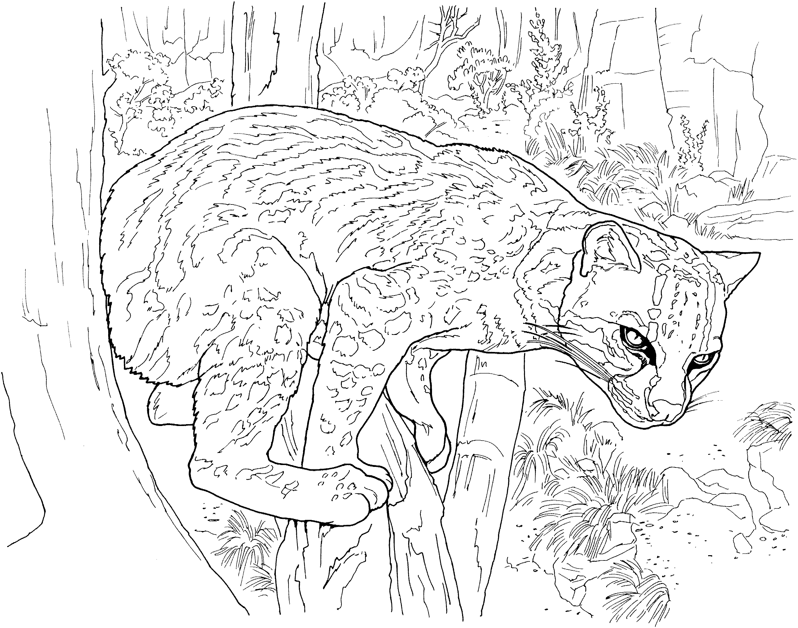 Leopardo #5847