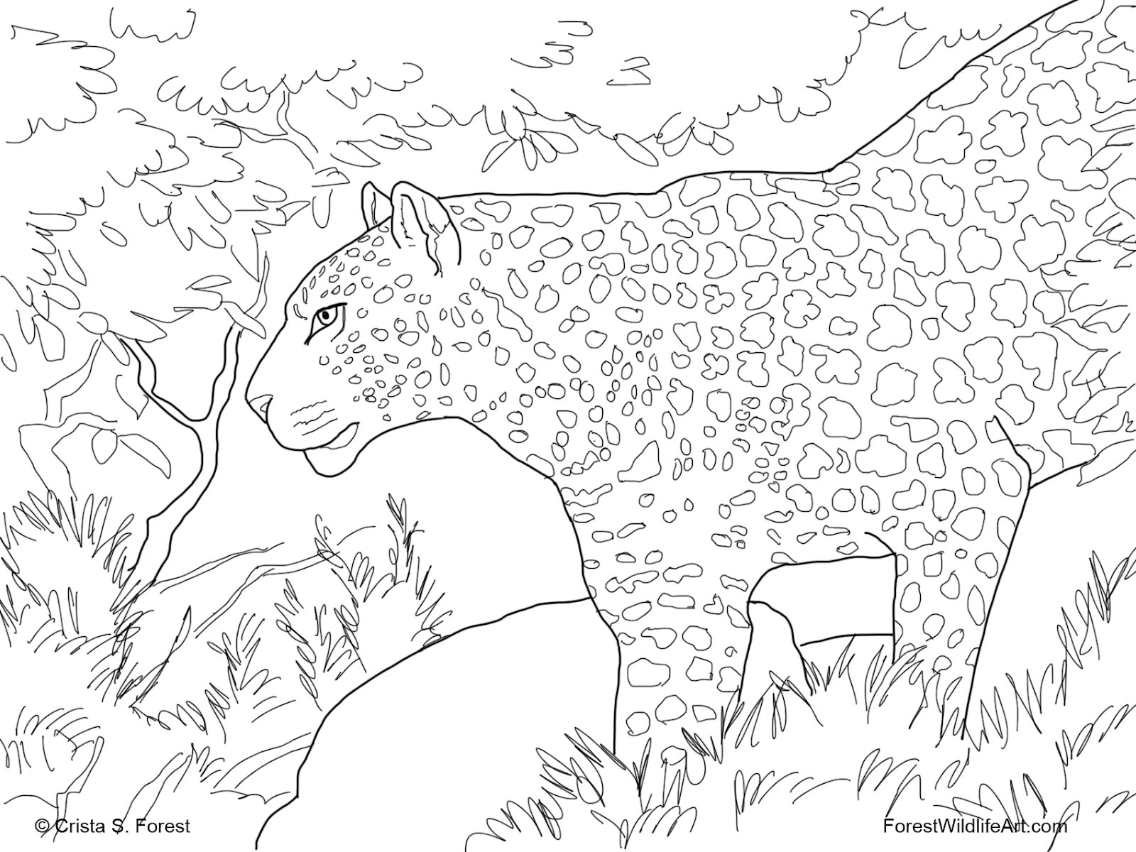 Leopardo #5852