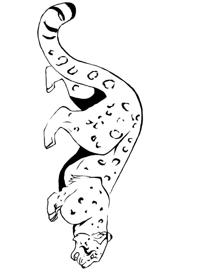Leopardo #5855