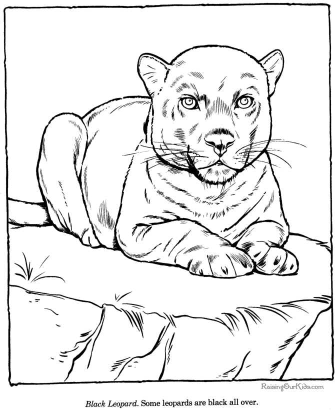 Leopardo #5859