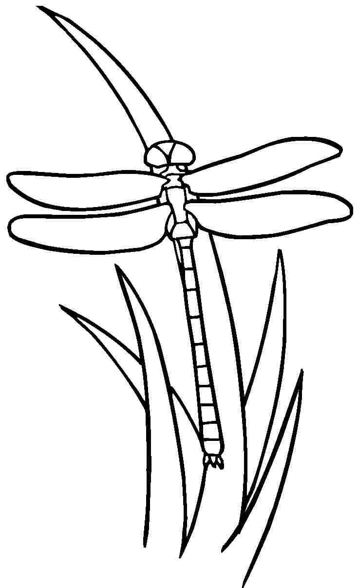 Libélula #5900