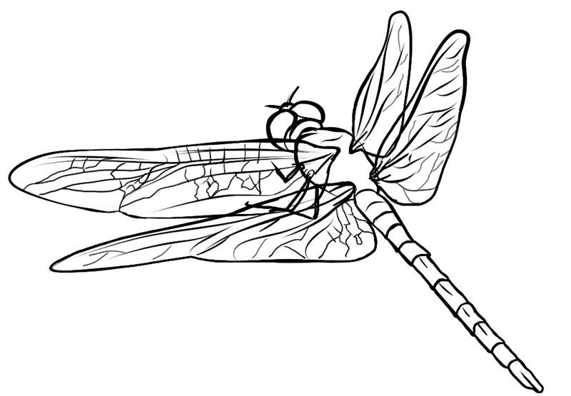 Libélula #5901
