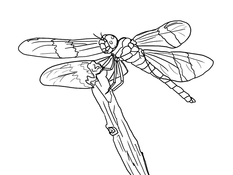 Libélula #5902