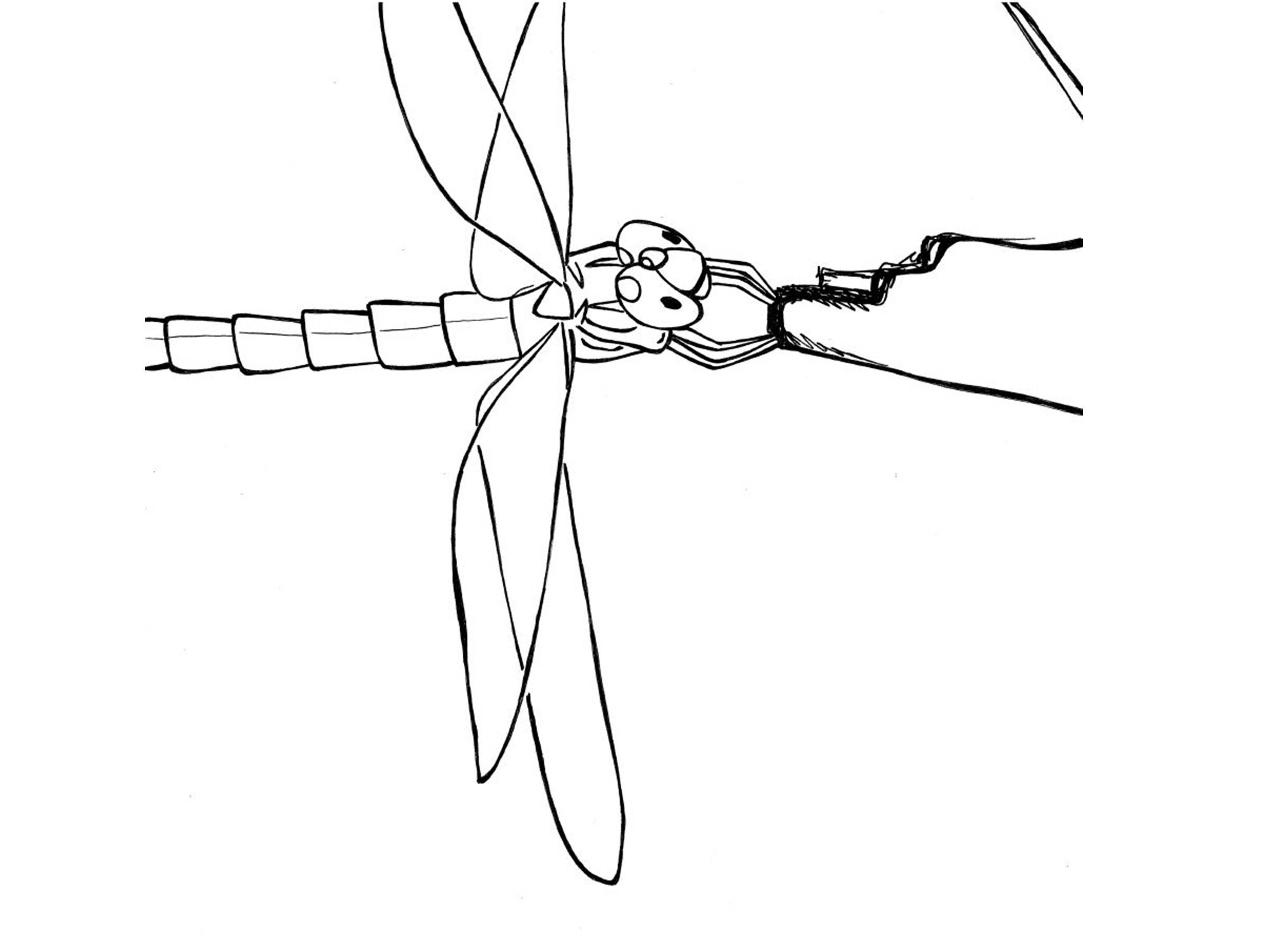 Libélula #5906