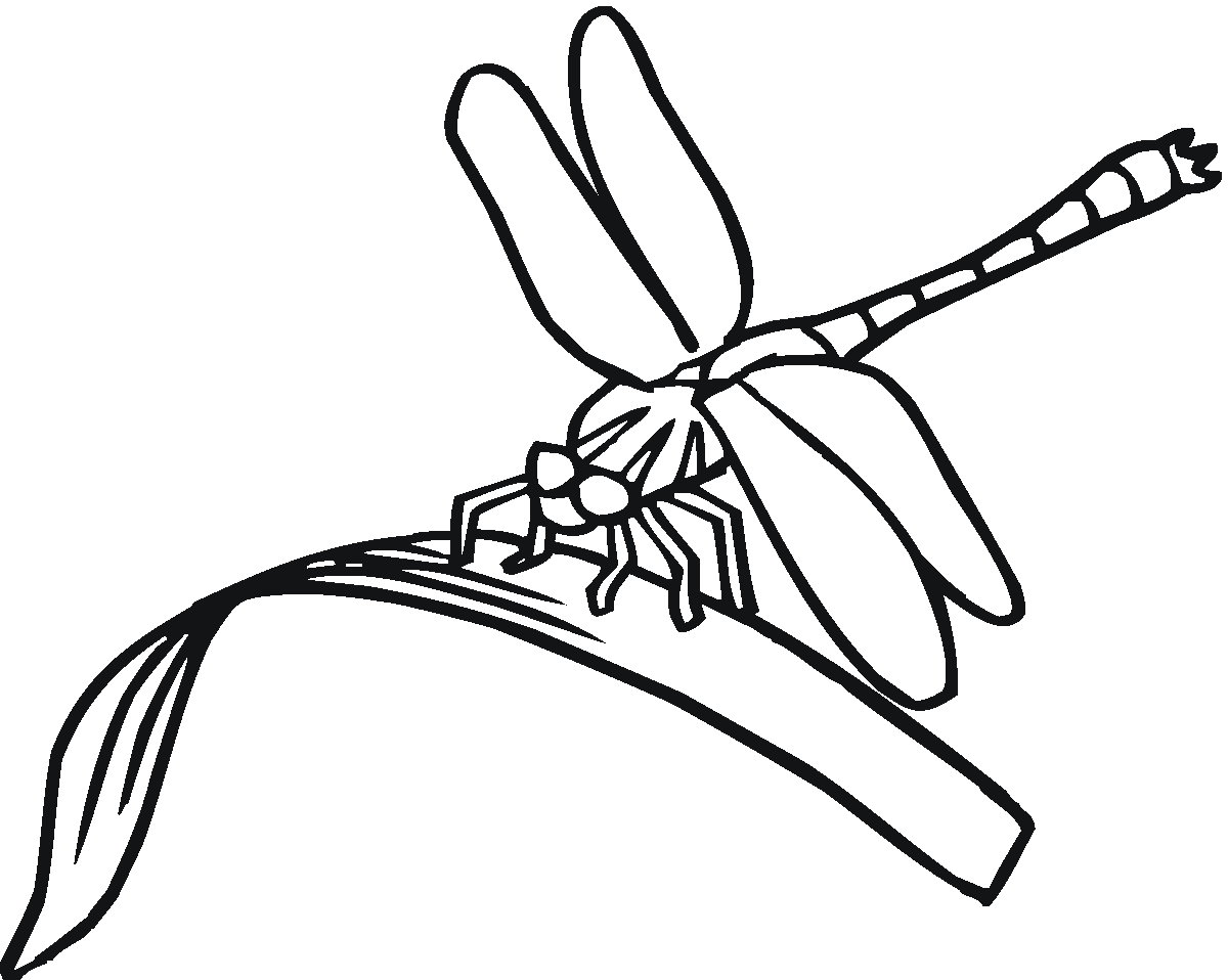 Libélula #5907