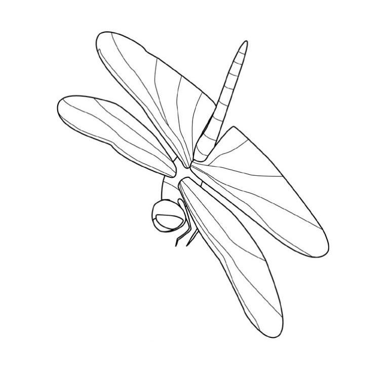 Libélula #5909