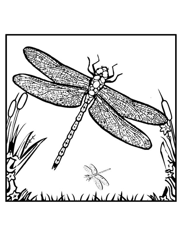 Libélula #5924