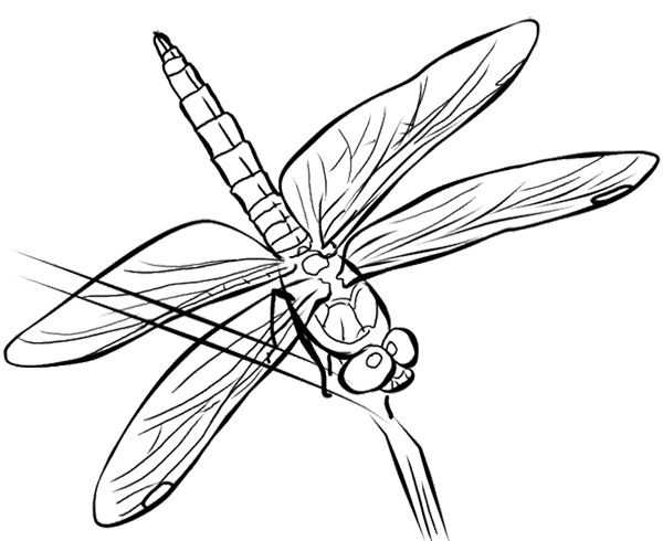 Libélula #5961