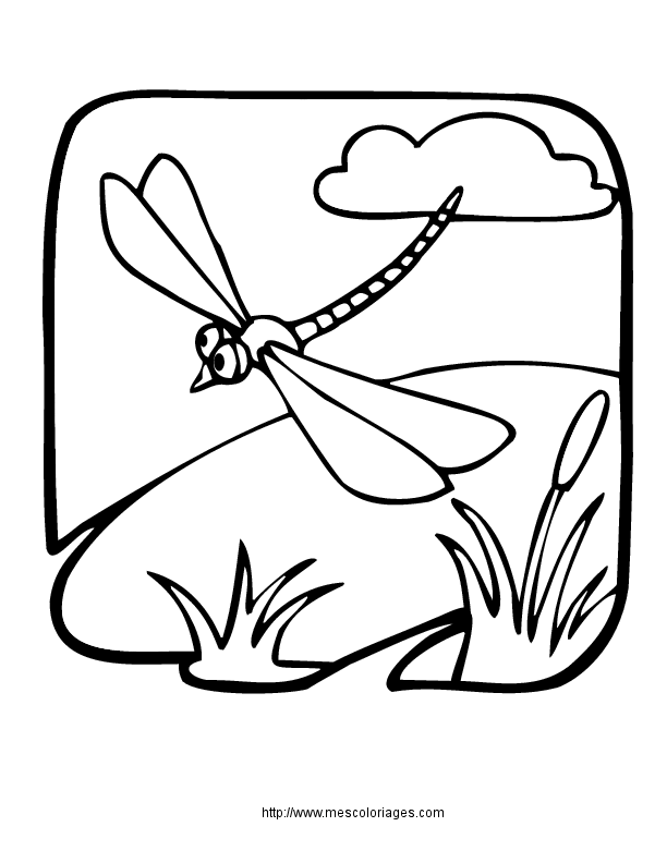 Libélula #5980