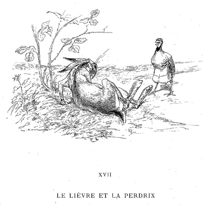 Liebre #6010