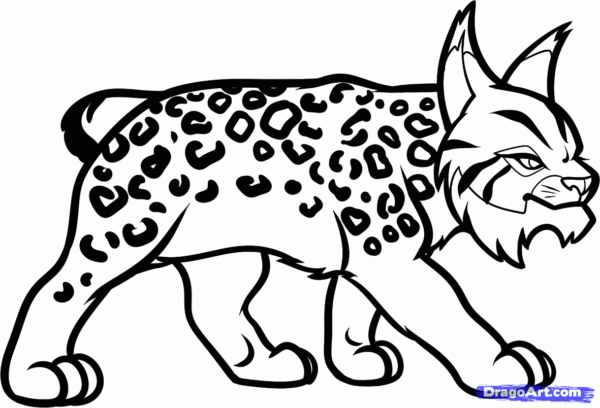 Lince #6053