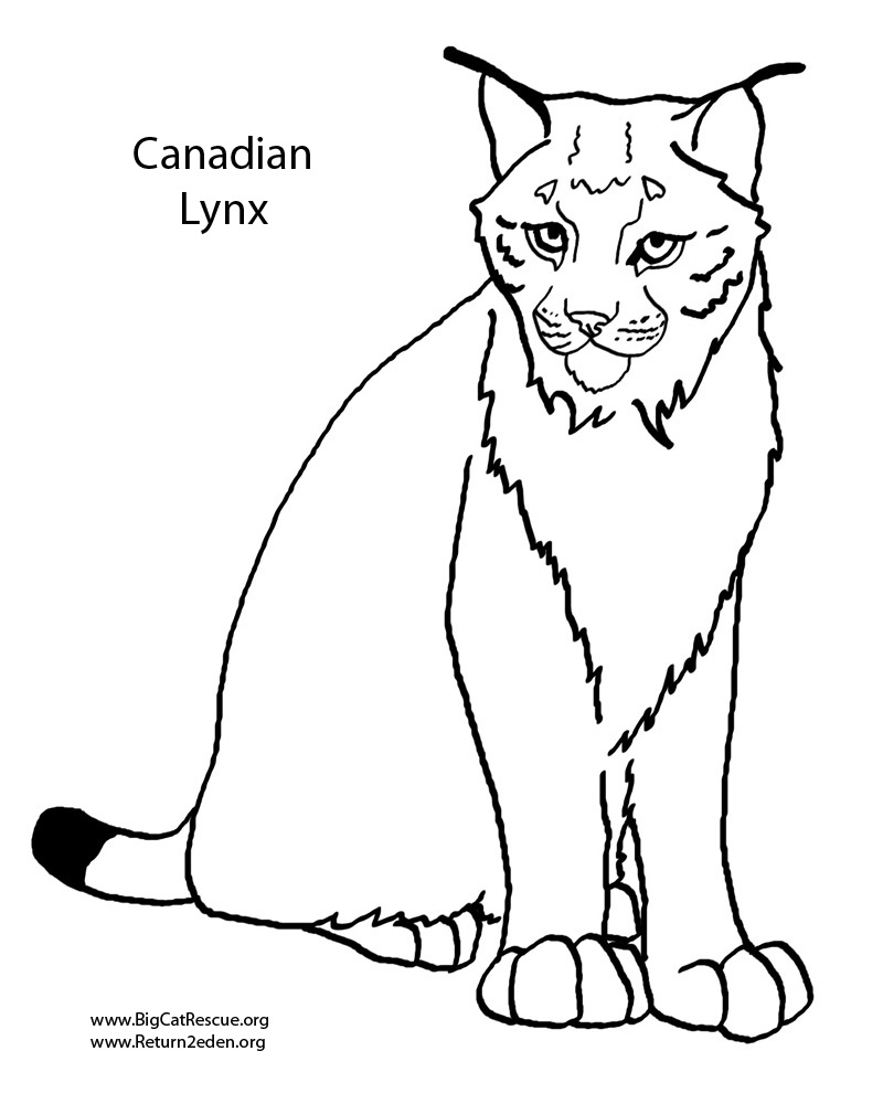 Lince #6056