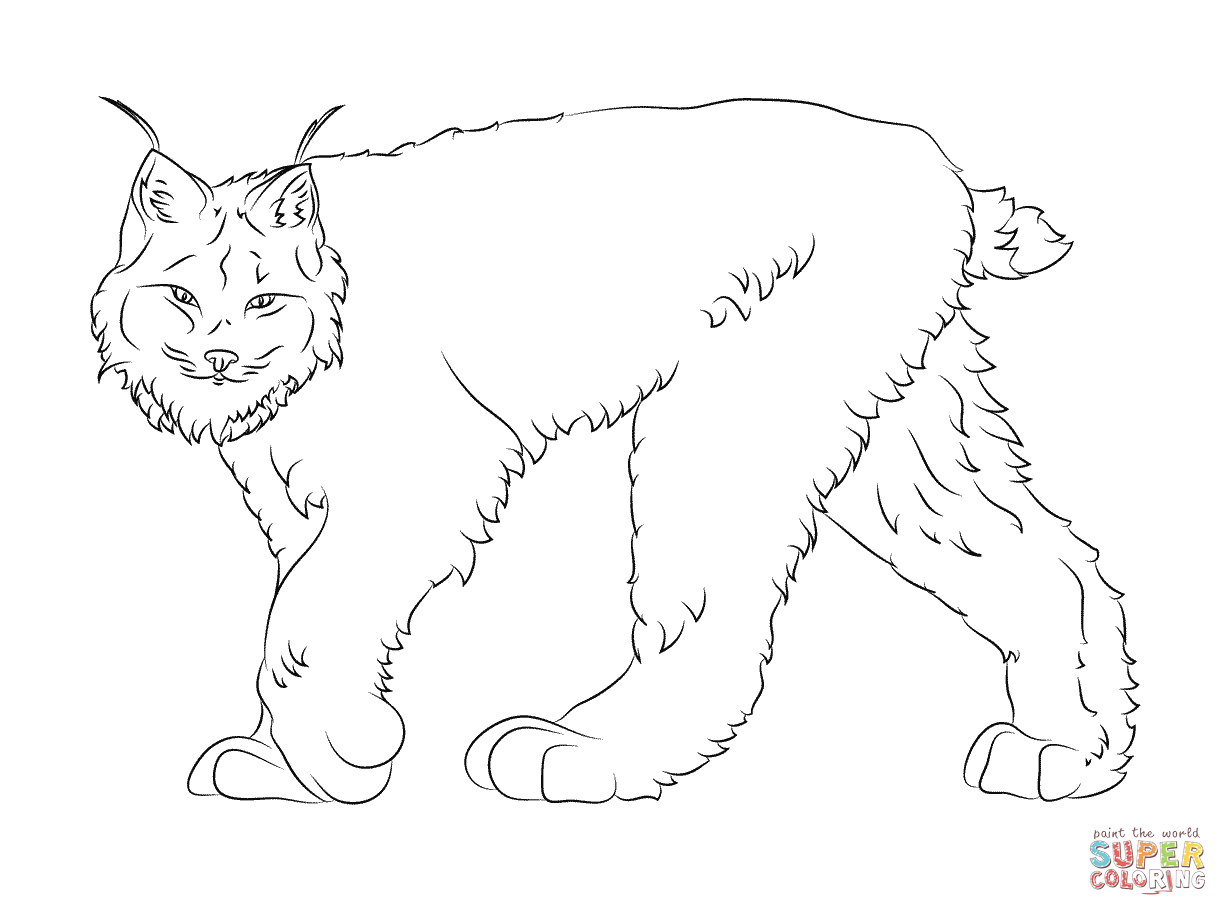 Lince #6058