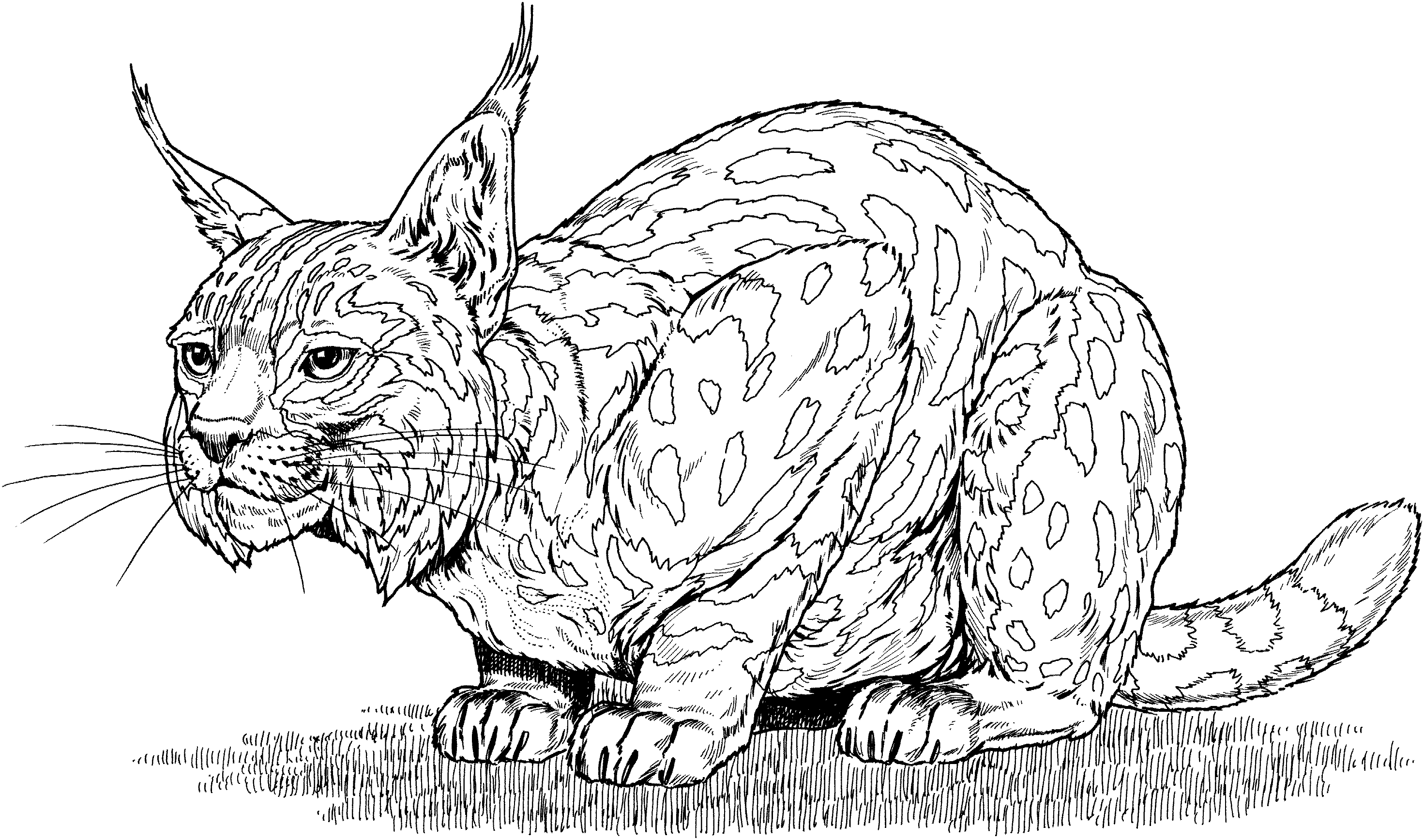 Lince #6061
