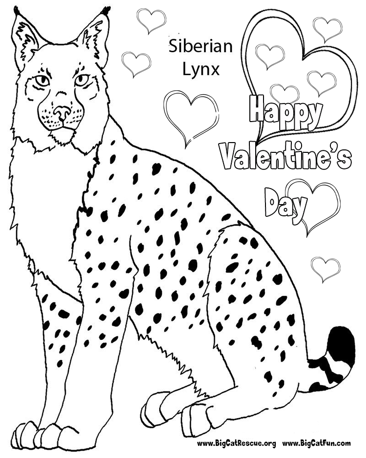 Lince #6065