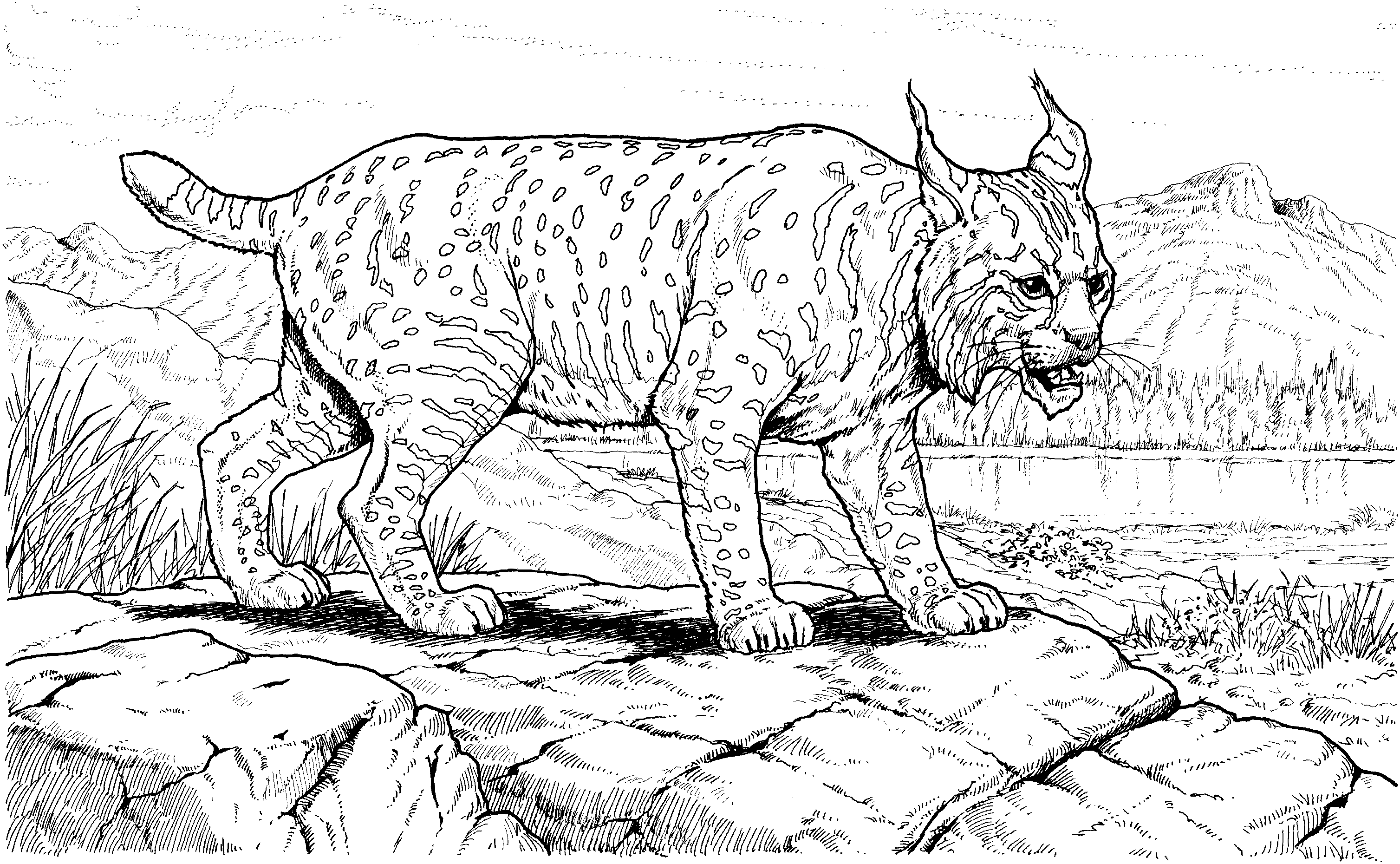 Lince #6066