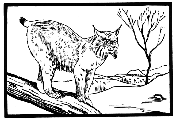 Lince #6069