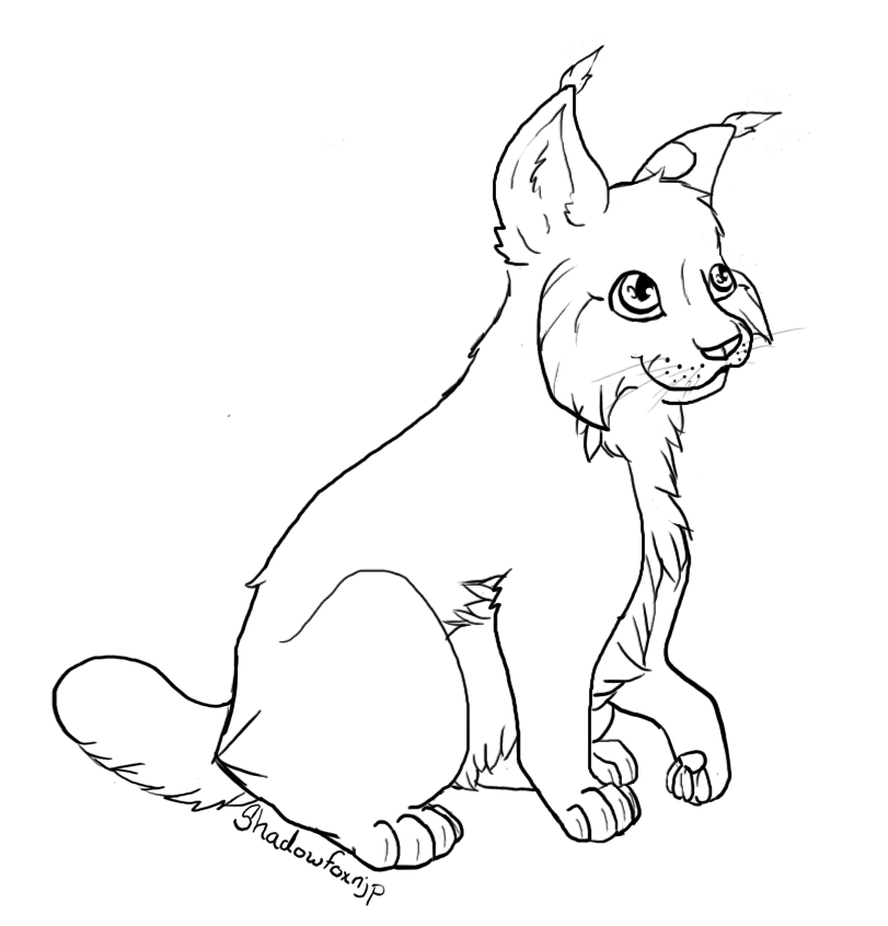 Lince #6070