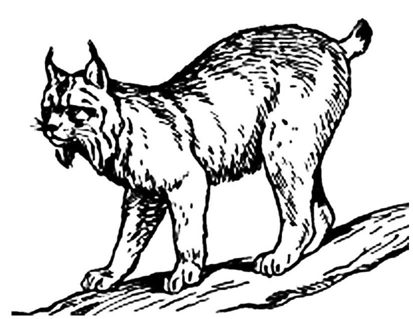 Lince #6073