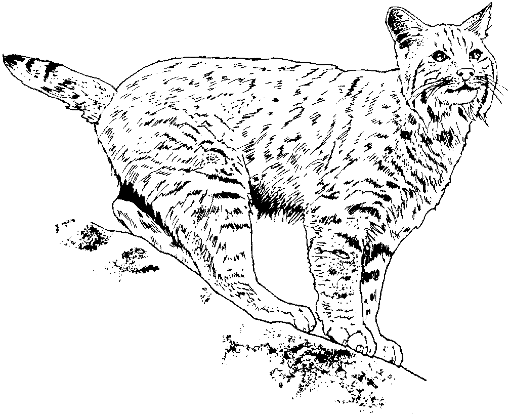 Lince #6077