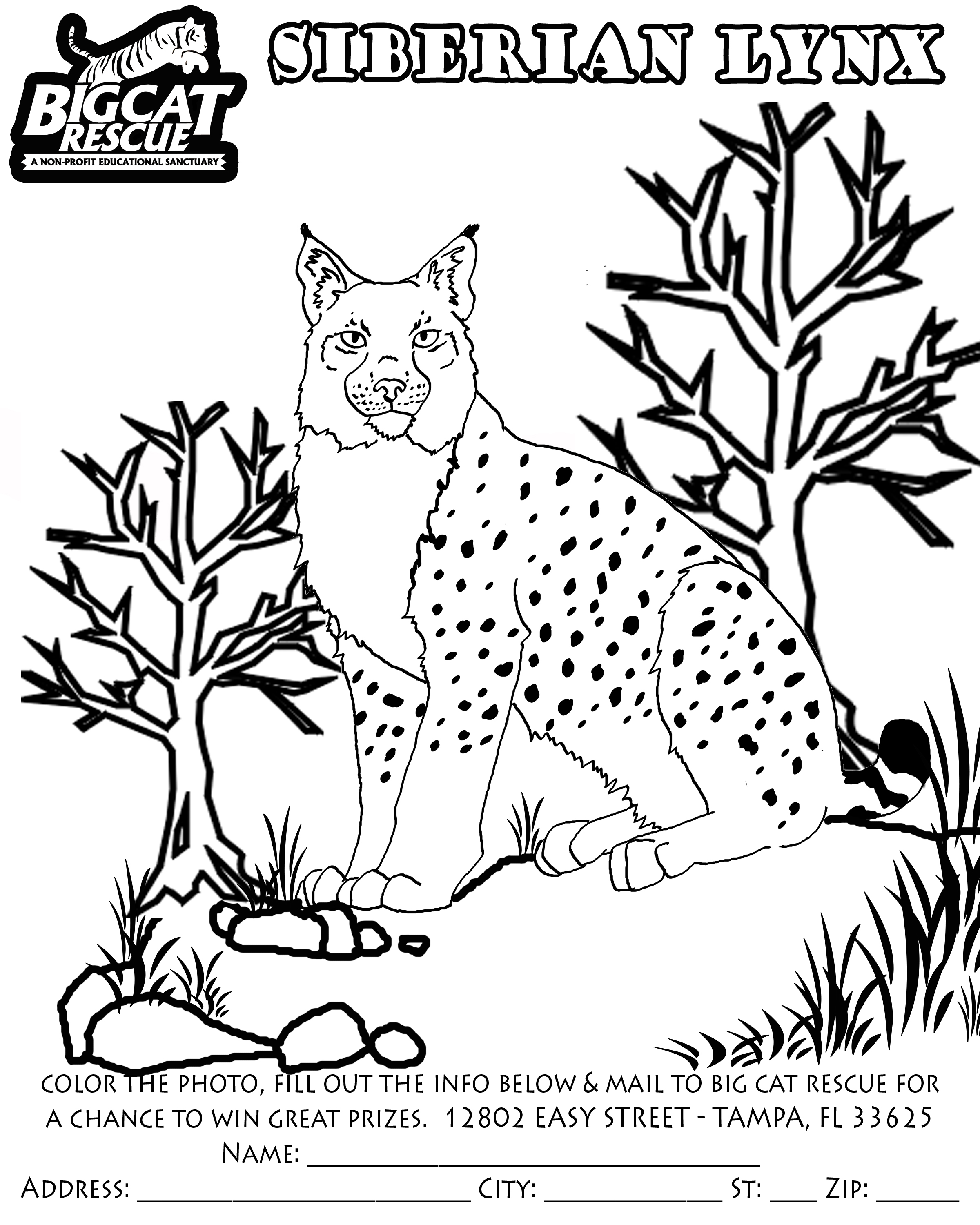 Lince #6080