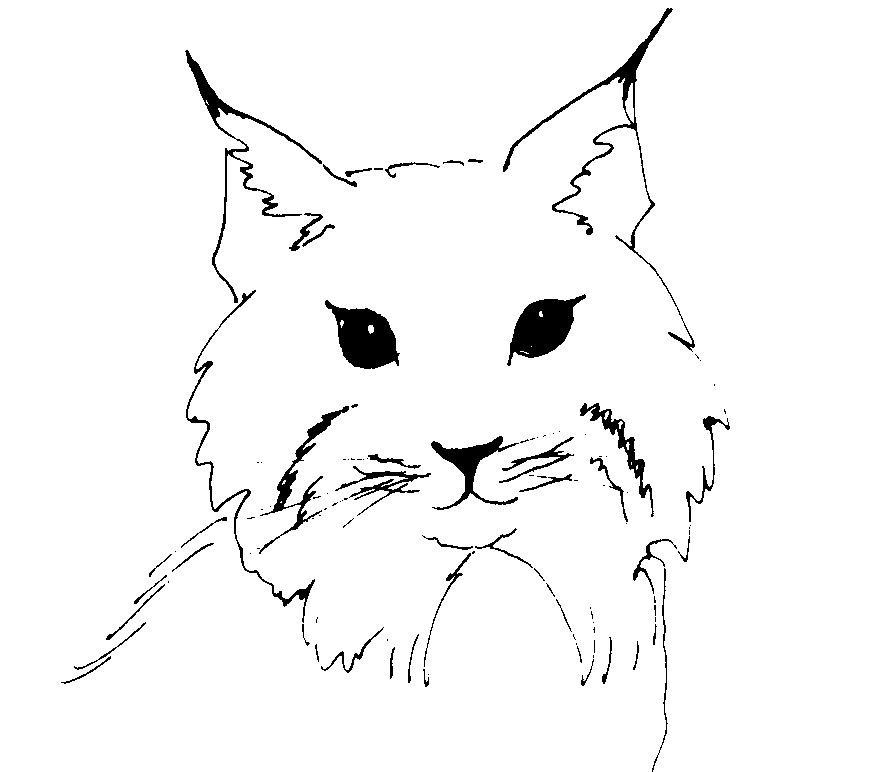 Lince #6082