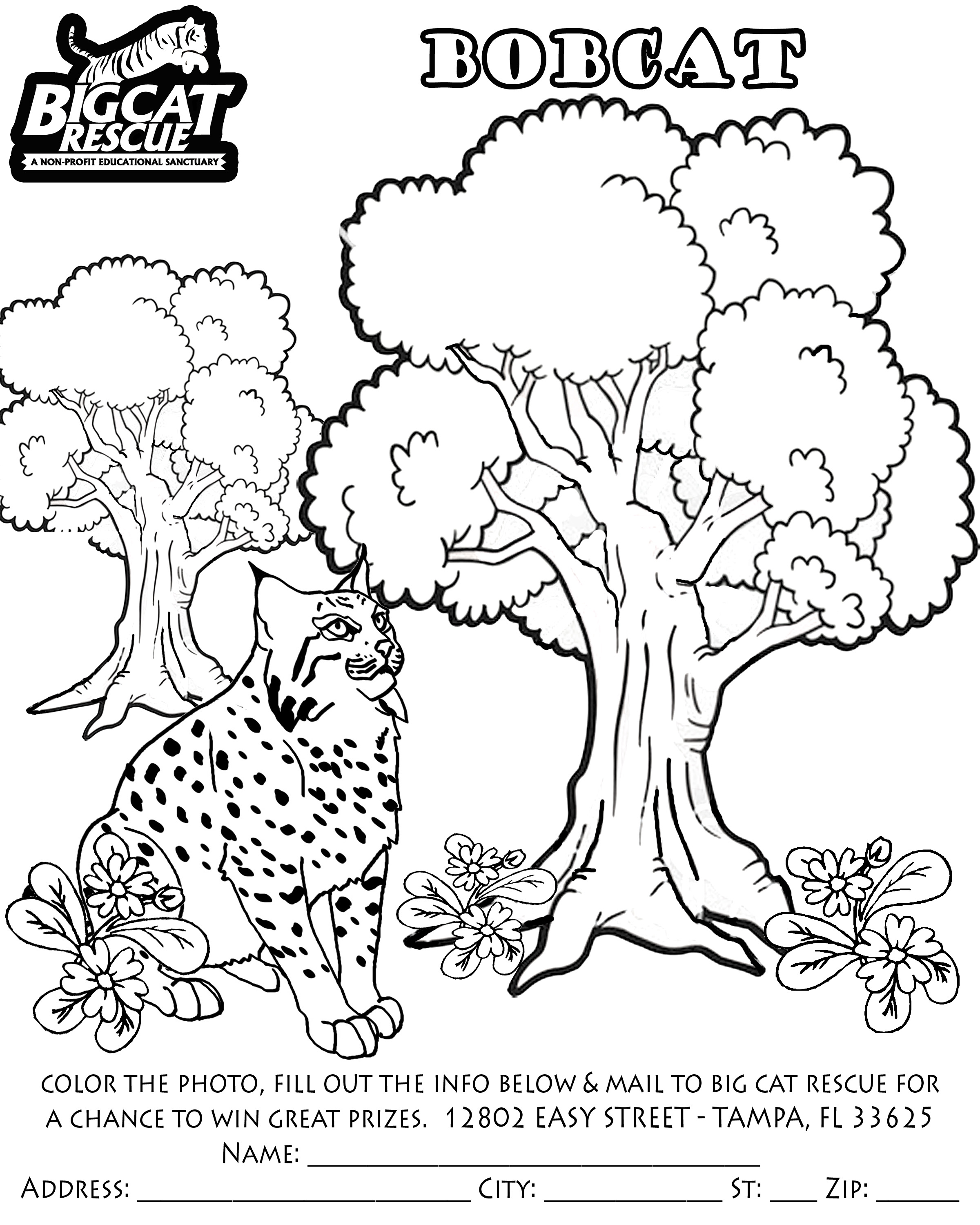 Lince #6084