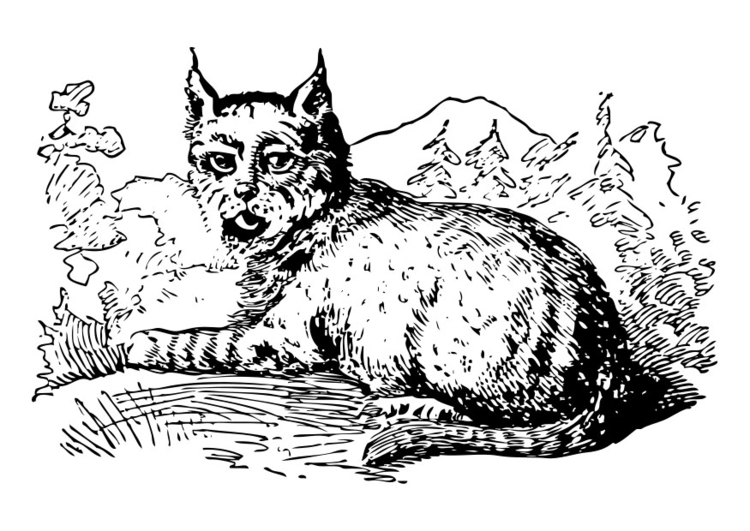 Lince #6098