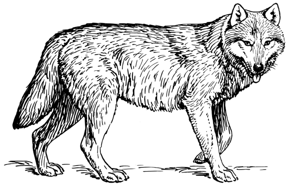 Lobo #6099