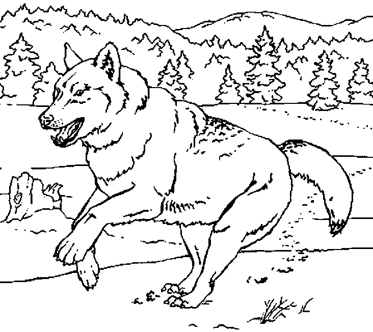Lobo #6108