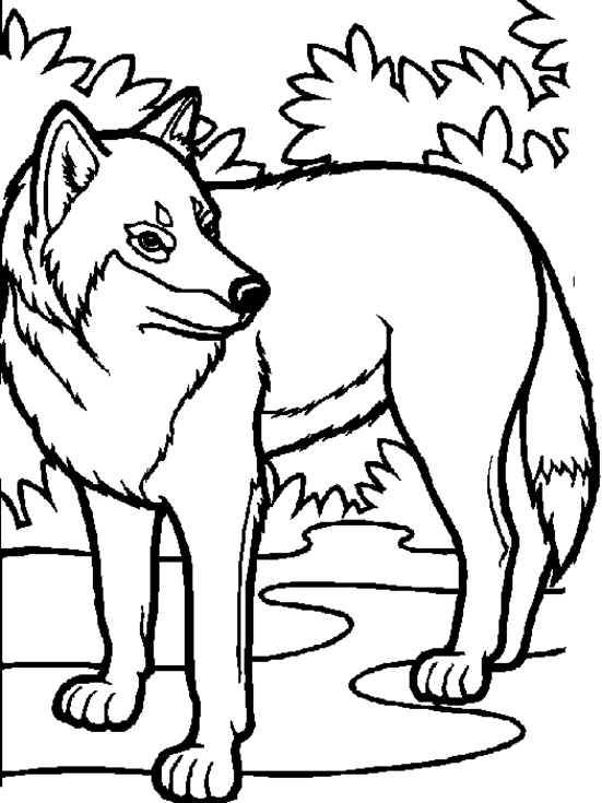 Lobo #6109