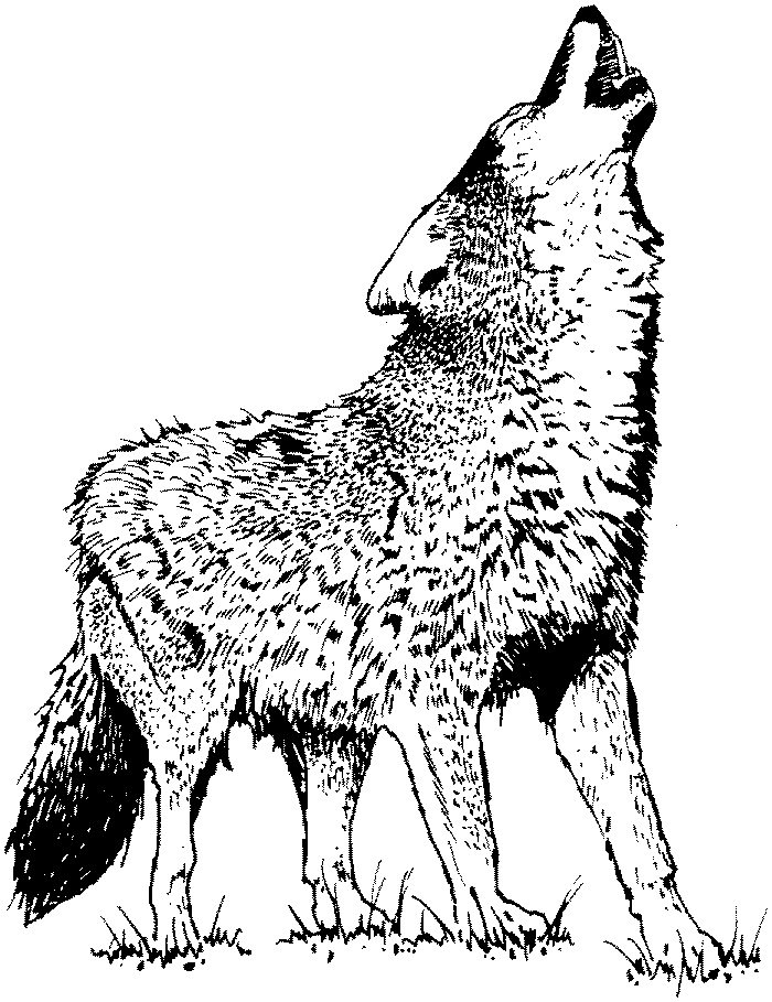 Lobo #6119