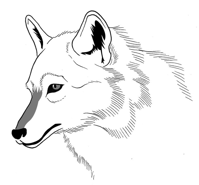 Lobo #6126