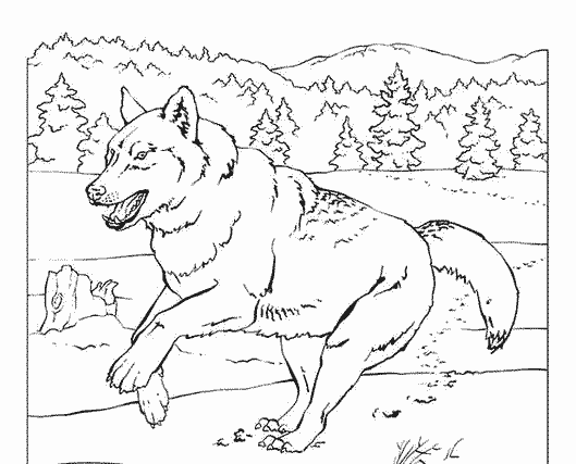 Lobo #6131