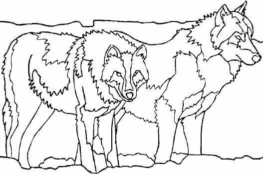 Lobo #6135