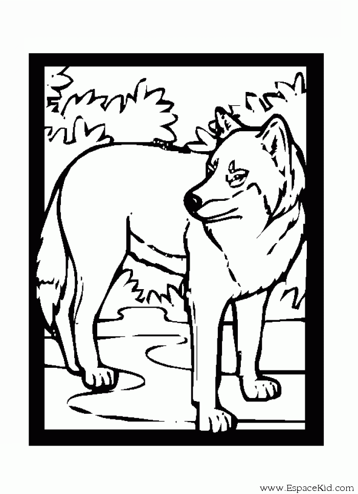 Lobo #6155