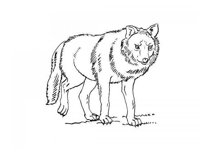 Lobo #6162