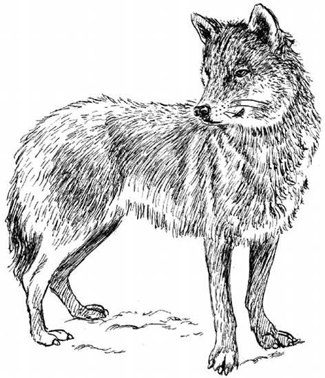 Lobo #6164