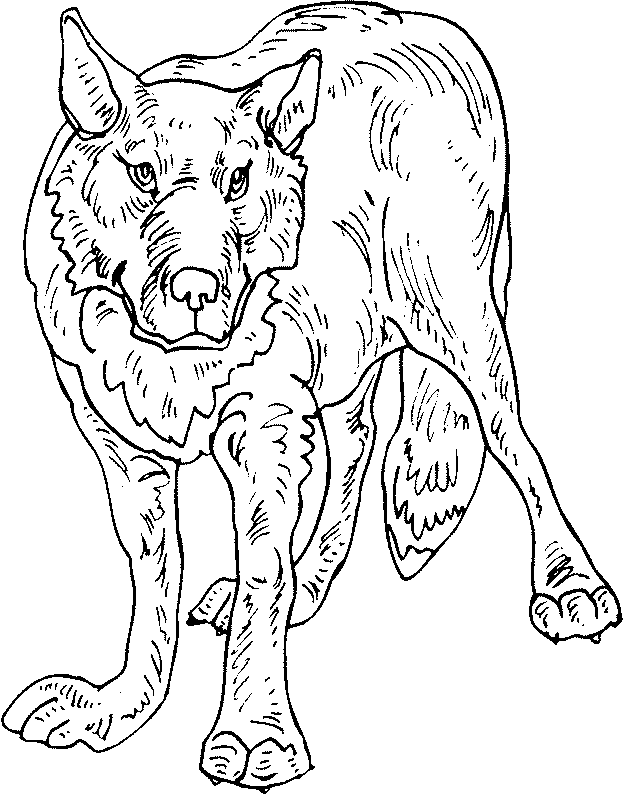 Lobo #6170