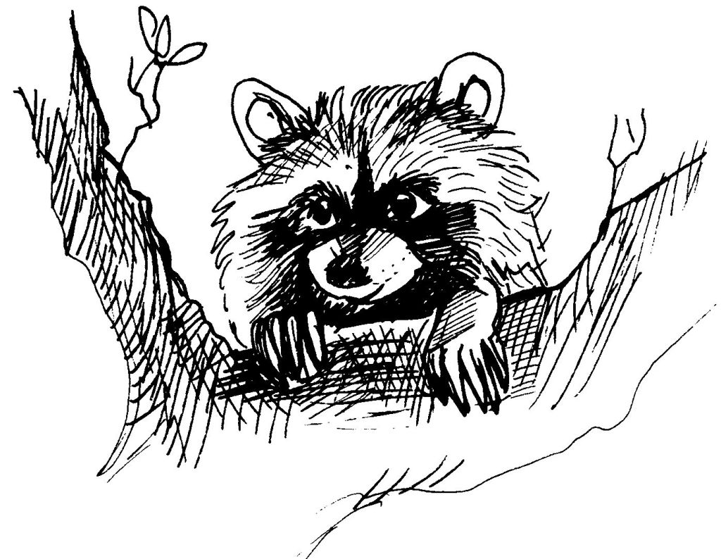 Mapache #6213
