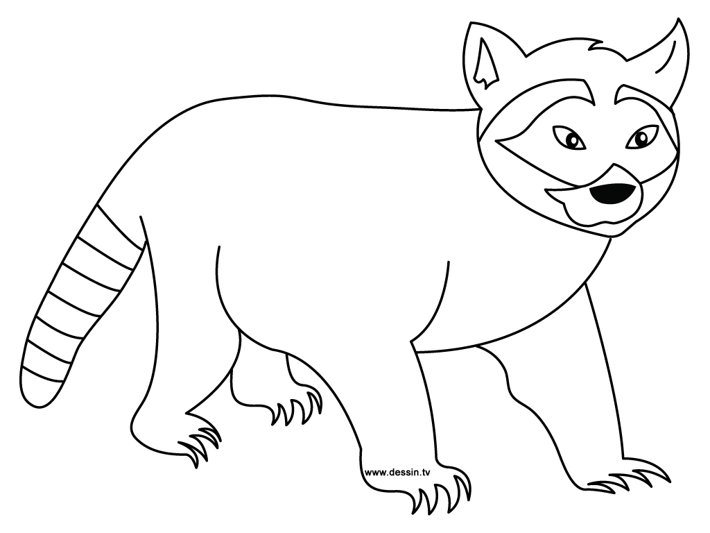 Mapache #6215