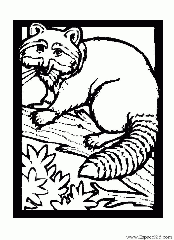 Mapache #6227