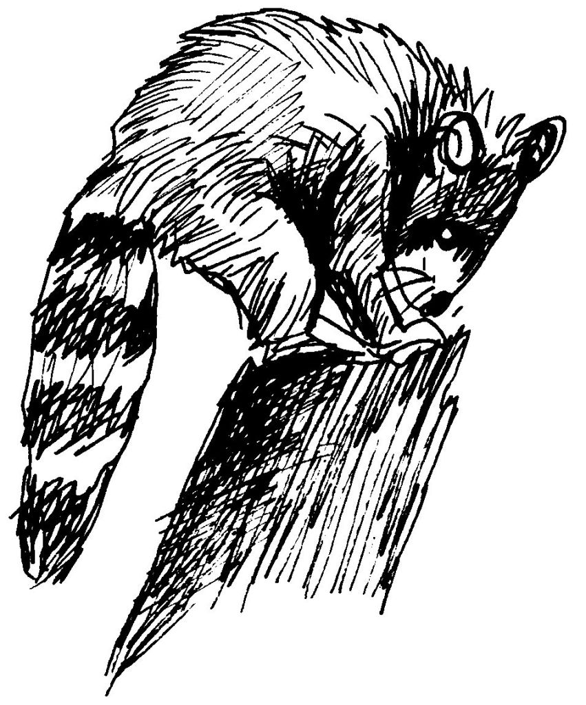 Mapache #6229