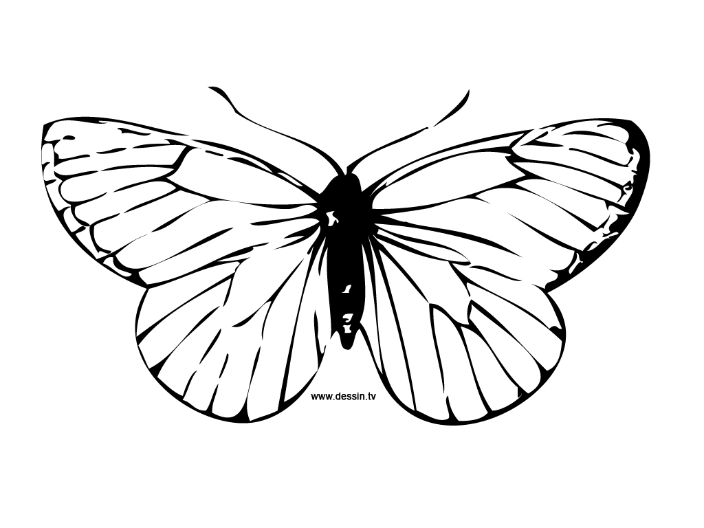 Mariposa #6252