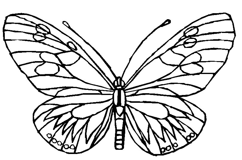 Mariposa #6253