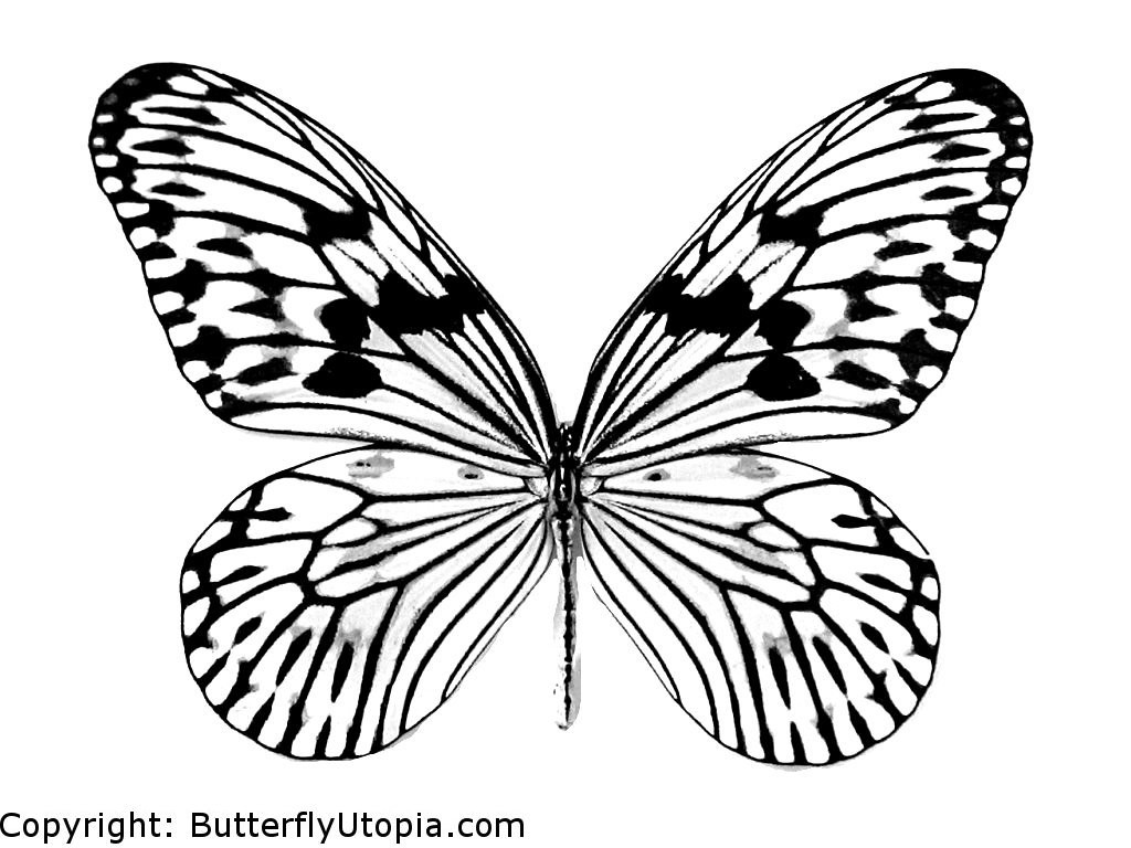 Mariposa #6267