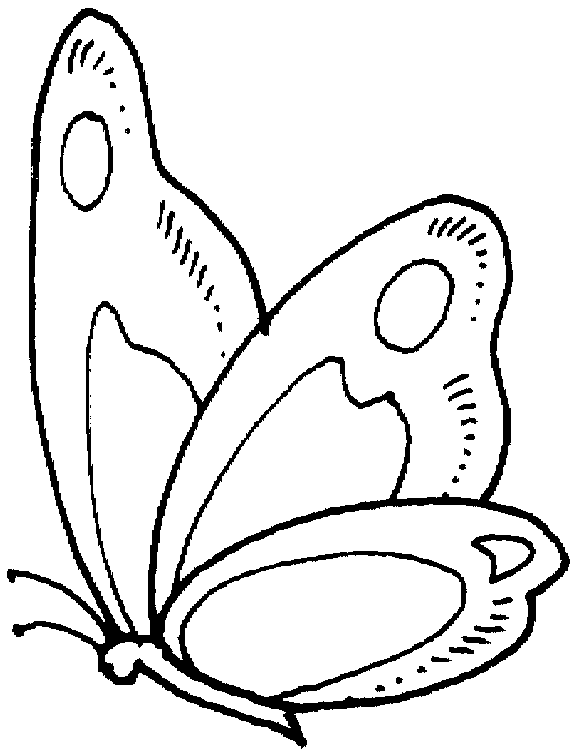 Mariposa #6271