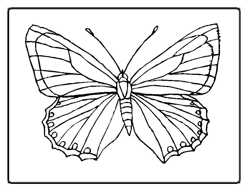 Mariposa #6274