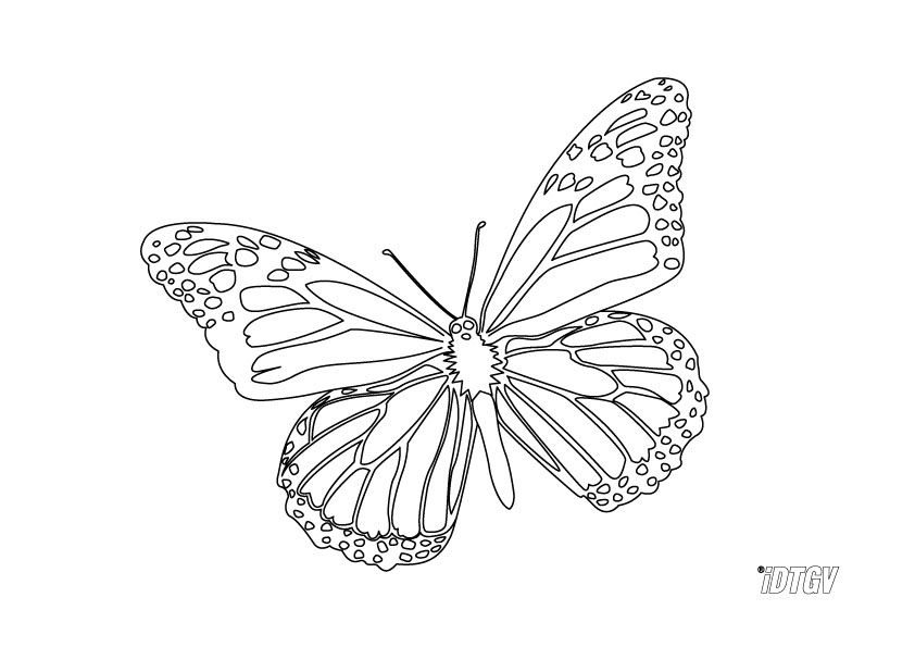 Mariposa #6277